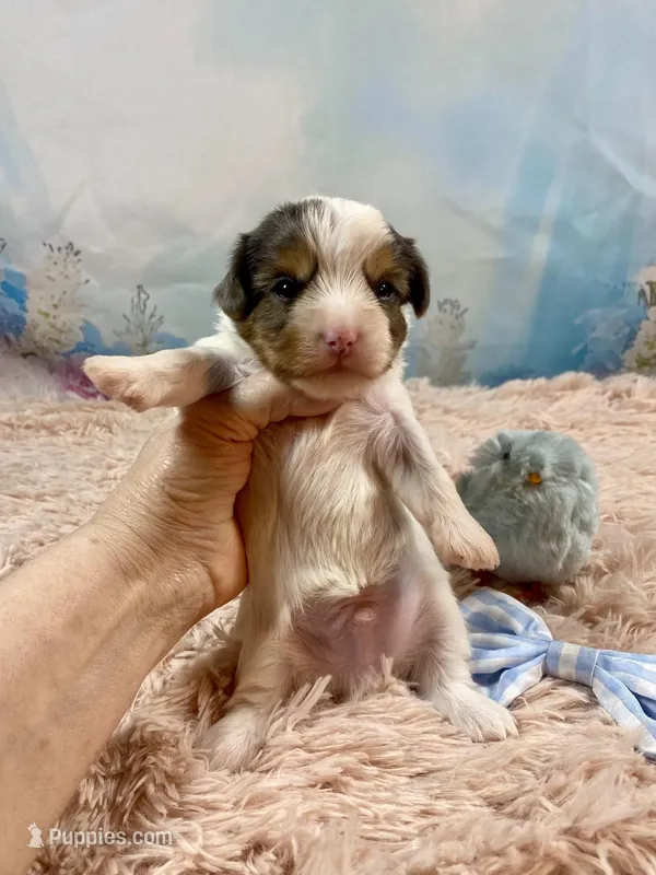 Cherub Extreme White Parti ee-clearcoat – Yorkshire Terrier puppy for sale in Stantonville, TN