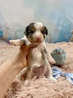 Cherub Extreme White Parti ee-clearcoat, a male Yorkshire Terrier for sale in Stantonville, TN – Photo 1 of 10