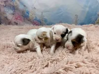 Cherub Extreme White Parti ee-clearcoat, a male Yorkshire Terrier for sale in Stantonville, TN – Photo 10 of 10