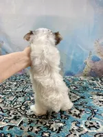 Cherub Extreme White Parti ee-clearcoat, a male Yorkshire Terrier for sale in Stantonville, TN – 10 of 10