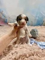 Cherub Extreme White Parti ee-clearcoat, a male Yorkshire Terrier for sale in Stantonville, TN – Photo 5 of 10