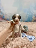 Cherub Extreme White Parti ee-clearcoat, a male Yorkshire Terrier for sale in Stantonville, TN – Photo 4 of 10