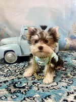 Hugo Chocolate Parti, a male Yorkshire Terrier for sale in Stantonville, TN – 8 of 10