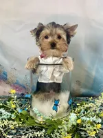 Mackey, a male Yorkshire Terrier for sale in Stantonville, TN – 8 of 10