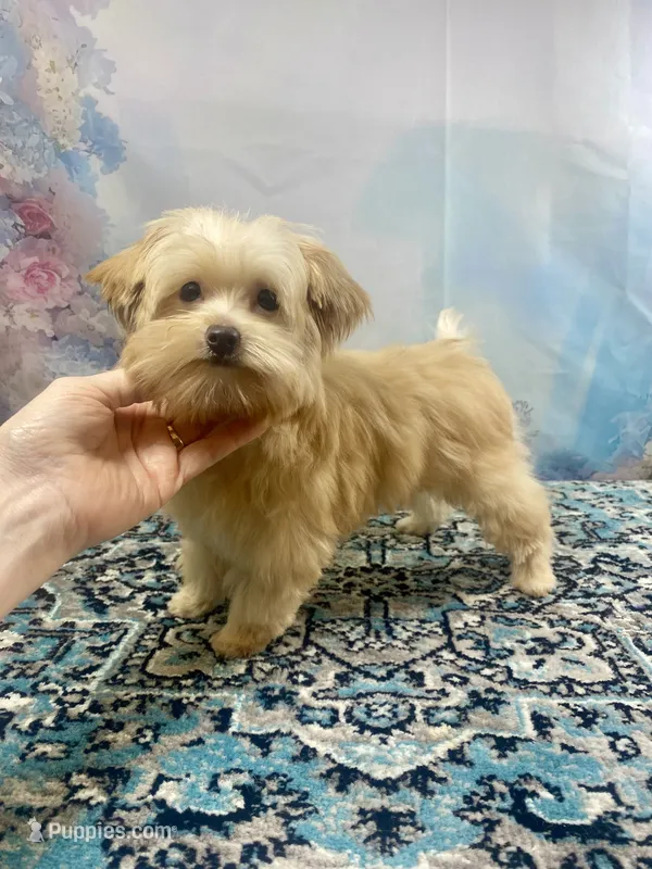 Scooter Blonde – Yorkshire Terrier, Poodle - Toy  puppy for sale in Stantonville, TN