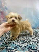 Scooter Blonde, a male Yorkshire Terrier and Poodle - Toy  for sale in Stantonville, TN – 1 of 10
