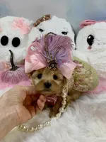 Teeny Tiny Martini, a female Yorkshire Terrier for sale in Stantonville, TN – 8 of 10