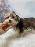 Chocolate Platinum , a male Yorkshire Terrier for sale in Stantonville, TN – 6 of 10