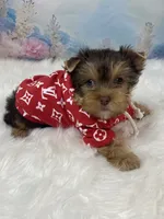 “CHIP” Chocolate, a male Yorkshire Terrier for sale in Stantonville, TN – 4 of 10