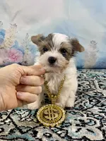 Teacup “Whisper” Merle Parti Yorkie , a male Yorkshire Terrier for sale in Stantonville, TN – 6 of 10