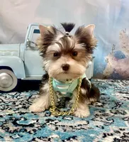 Hugo Chocolate Parti, a male Yorkshire Terrier for sale in Stantonville, TN – 5 of 10