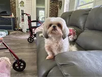 Rosco, a male Shih Tzu for sale in Stantonville, TN – Photo 9 of 10