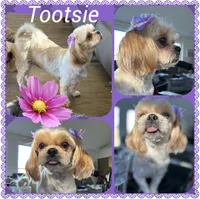 Rosco, a male Shih Tzu for sale in Stantonville, TN – Photo 10 of 10