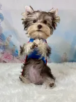 Chocolate Platinum , a male Yorkshire Terrier for sale in Stantonville, TN – 2 of 10