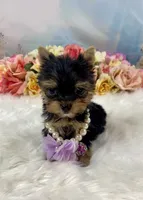 Micro Matilda Jane Teeny Tiny Yorkie , a female Yorkshire Terrier for sale in Stantonville, TN – 10 of 10