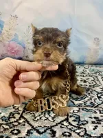Teacup Yummy Chocolate “Toffee” , a male Yorkshire Terrier for sale in Stantonville, TN – 8 of 10