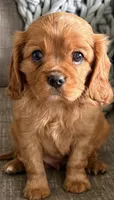 Rusty, a male Cavalier King Charles Spaniel for sale in Caney, KS – Photo 1 of 6