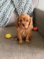 Rusty, a male Cavalier King Charles Spaniel for sale in Caney, KS – Photo 6 of 6