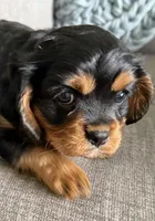 Piper, a female Cavalier King Charles Spaniel for sale in Caney, KS – Photo 1 of 6