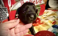 Kylees RANDEL, a male Miniature Schnauzer for sale in Riceville, TN – 2 of 6