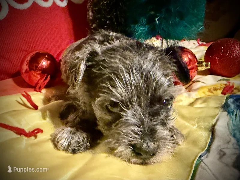 Kylees WILLA-DEENE – Miniature Schnauzer puppy for sale in Riceville, TN