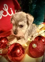 Kylees STELLA, a female Miniature Schnauzer for sale in Riceville, TN – 2 of 9