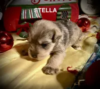 Kylees STELLA, a female Miniature Schnauzer for sale in Riceville, TN – 1 of 7
