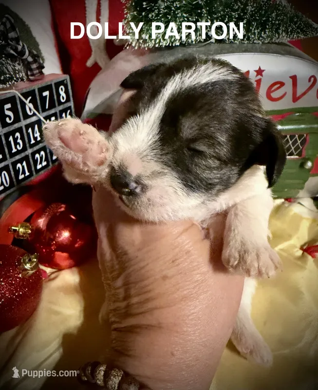 Kylees DOLLY – Miniature Schnauzer puppy for sale in Riceville, TN