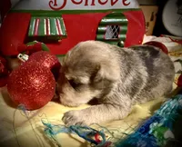 Kylees STELLA, a female Miniature Schnauzer for sale in Riceville, TN – 4 of 7