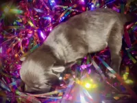 Kokos #1 F HERSH , a female Miniature Schnauzer for sale in Riceville, TN – Photo 5 of 7