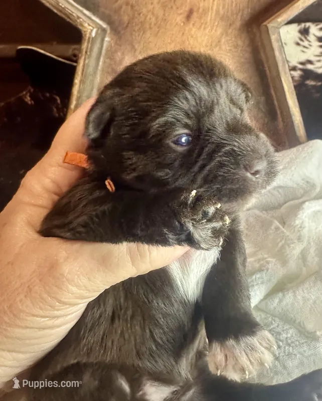 Kokos #1 F HERSH  – Miniature Schnauzer puppy for sale in Riceville, TN
