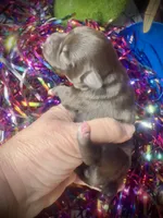 Kokos #1 F HERSH , a female Miniature Schnauzer for sale in Riceville, TN – Photo 6 of 7