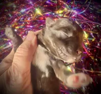 Kokos #1 F HERSH , a female Miniature Schnauzer for sale in Riceville, TN – Photo 4 of 7