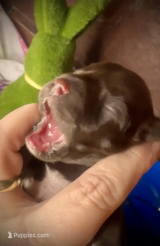 Kokos #1 F HERSH  – Miniature Schnauzer puppy for sale in Riceville, TN