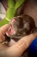 Kokos #1 F HERSH , a female Miniature Schnauzer for sale in Riceville, TN – Photo 1 of 7