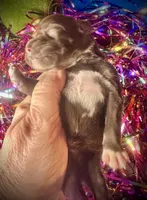 Kokos #1 F HERSH , a female Miniature Schnauzer for sale in Riceville, TN – Photo 7 of 7