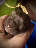 Kokos #1 F HERSH , a female Miniature Schnauzer for sale in Riceville, TN – Photo 2 of 7