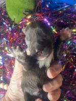 Kokos #1 F HERSH , a female Miniature Schnauzer for sale in Riceville, TN – Photo 3 of 7