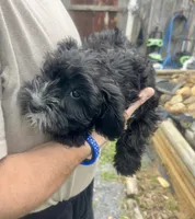 Tequilas BENDI, a male Miniature Schnauzer and Bernedoodle for sale in Riceville, TN – Photo 2 of 4