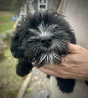 Tequilas BENDI, a male Miniature Schnauzer and Bernedoodle for sale in Riceville, TN – Photo 3 of 4
