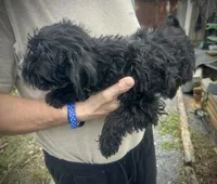 Tequilas BENDI, a male Miniature Schnauzer and Bernedoodle for sale in Riceville, TN – Photo 4 of 4