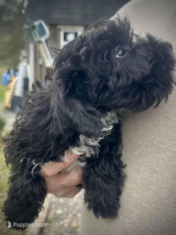 Tequilas BENDI – Miniature Schnauzer, Bernedoodle puppy for sale in Riceville, TN