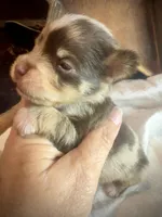 Kokos M #7 BANDIT, a male Miniature Schnauzer for sale in Riceville, TN – Photo 3 of 9