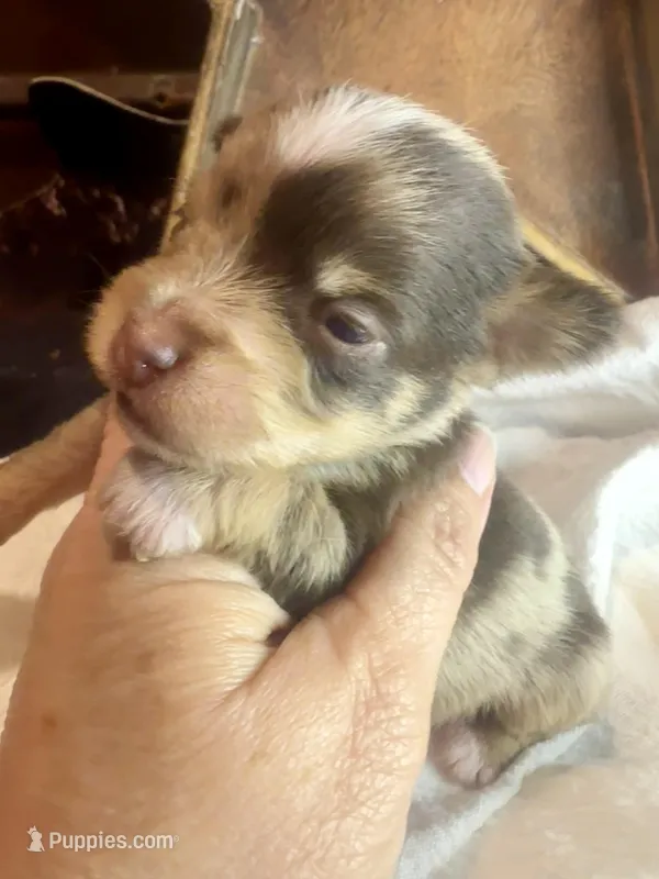 Kokos M #7 BANDIT – Miniature Schnauzer puppy for sale in Riceville, TN