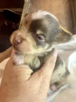 Kokos M #7 BANDIT, a male Miniature Schnauzer for sale in Riceville, TN – Photo 1 of 9
