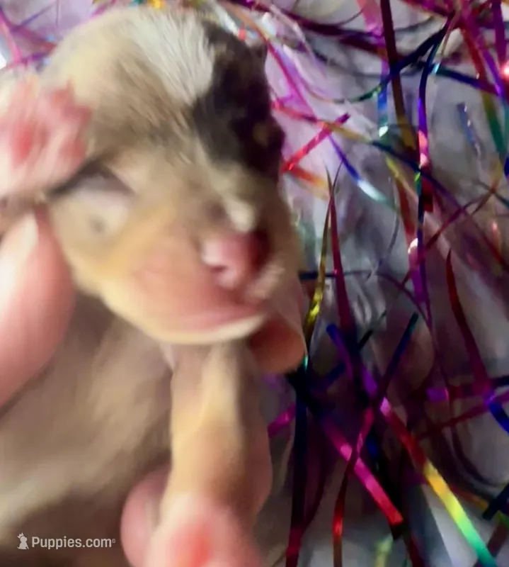 Kokos M #7 BANDIT – Miniature Schnauzer puppy for sale in Riceville, TN