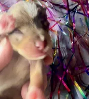 Kokos M #7 BANDIT, a male Miniature Schnauzer for sale in Riceville, TN – Photo 1 of 6