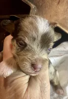 Kokos M #7 BANDIT, a male Miniature Schnauzer for sale in Riceville, TN – Photo 2 of 9