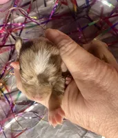 Kokos M #7 BANDIT, a male Miniature Schnauzer for sale in Riceville, TN – Photo 3 of 6