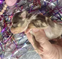 Kokos M #7 BANDIT, a male Miniature Schnauzer for sale in Riceville, TN – Photo 4 of 6